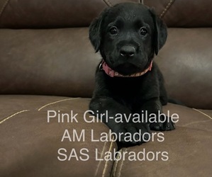 Labrador Retriever Puppy for sale in PINON HILLS, CA, USA