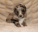 Small #12 Australian Retriever