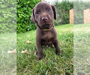 Labrador Retriever Puppy for sale in MOUNT VERNON, WA, USA