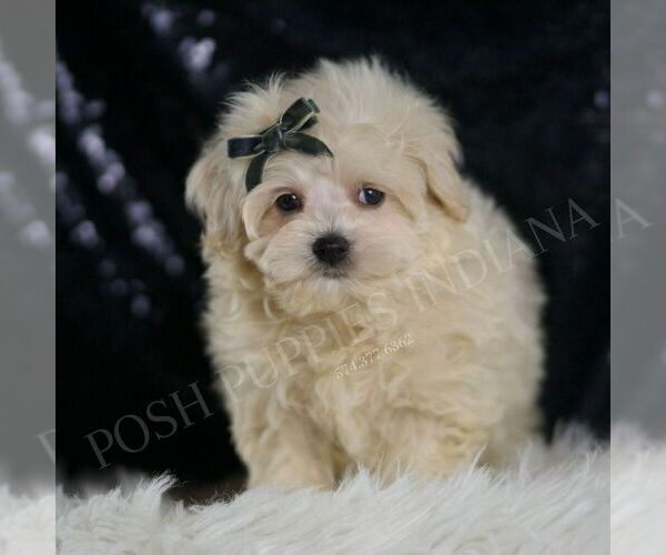 Medium Photo #4 Maltipoo (Miniature) Puppy For Sale in WARSAW, IN, USA