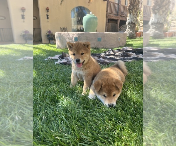 Medium Photo #4 Shiba Inu Puppy For Sale in YUCCA VALLEY, CA, USA