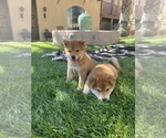 Small #3 Shiba Inu