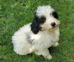 Small #8 Bernedoodle (Miniature)