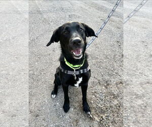 Collie-Labrador Retriever Mix Dogs for adoption in Crystal, MN, USA