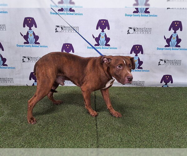 Medium Photo #1 Labrador Retriever-Unknown Mix Puppy For Sale in Orlando, FL, USA