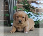 Small Photo #4 Labrador Retriever Puppy For Sale in BIRD IN HAND, PA, USA