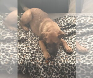 Mutt Dogs for adoption in FRAMINGHAM, MA, USA