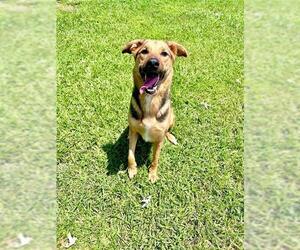 German Shepherd Dog-Unknown Mix Dogs for adoption in Grovetown, GA, USA
