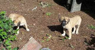 Anatolian Shepherd-Mastiff Mix Puppy for sale in GRAPEVIEW, WA, USA