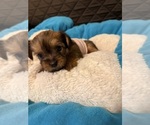 Small #3 Yorkshire Terrier