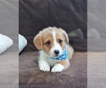 Small Photo #39 Pembroke Welsh Corgi Puppy For Sale in ARROYO GRANDE, CA, USA