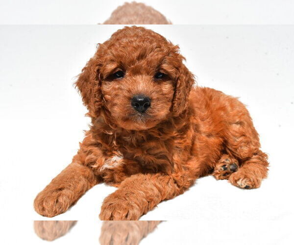 Medium Photo #51 Goldendoodle mix (+ Poodle Miniature) Puppy For Sale in DURHAM, CT, USA