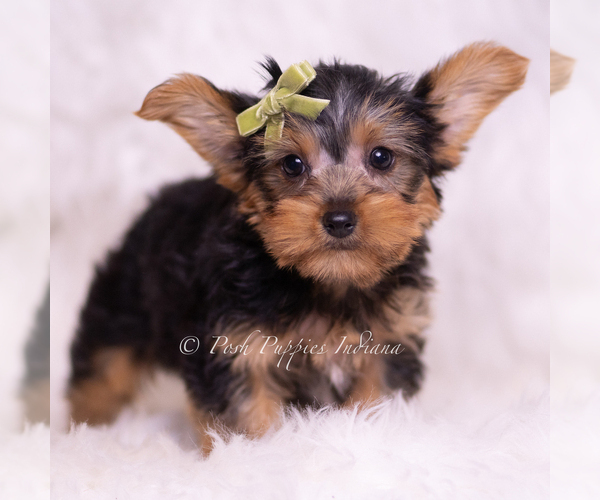 Medium Photo #40 Yorkshire Terrier Puppy For Sale in WARSAW, IN, USA