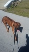 Small Photo #1 Rhodesian Ridgeback Puppy For Sale in FORT MYERS, FL, USA