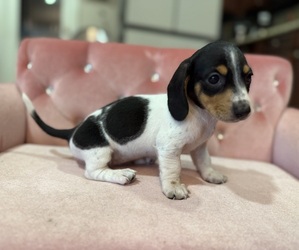 Dachshund Puppy for sale in WEBSTER, FL, USA