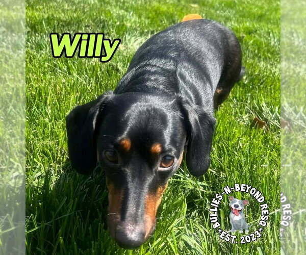 Medium Photo #3 Dachshund Puppy For Sale in Omaha, NE, USA