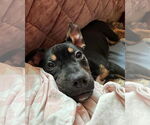 Small #1 American Pit Bull Terrier-Labrador Retriever Mix