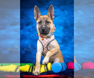 German Shepherd Dog-Unknown Mix Dogs for adoption in Enfield, CT, USA
