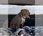 Small #2 American Staffordshire Terrier Mix