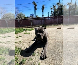 Mother of the Cane Corso puppies born on 12/06/2023