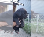 Small #27 Labrador Retriever