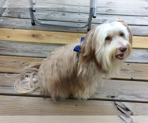 Father of the Havanese puppies born on 08/01/2026