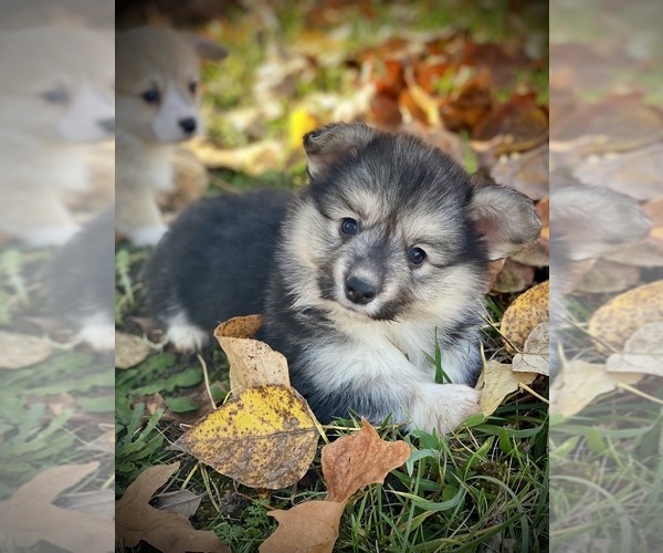 Medium Photo #3 Pembroke Welsh Corgi Puppy For Sale in WOODLAND, WA, USA