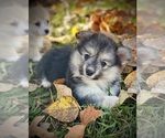 Small #2 Pembroke Welsh Corgi