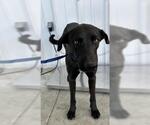 Small Labrador Retriever Mix