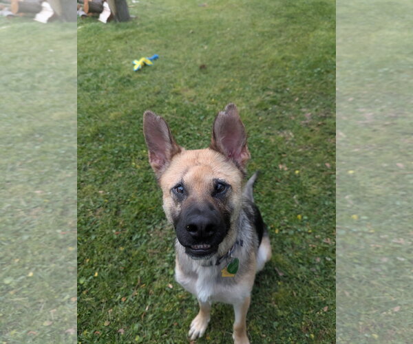Medium Photo #3 German Shepherd Dog-Unknown Mix Puppy For Sale in La Grange , NC, USA