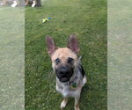 Small #2 German Shepherd Dog Mix