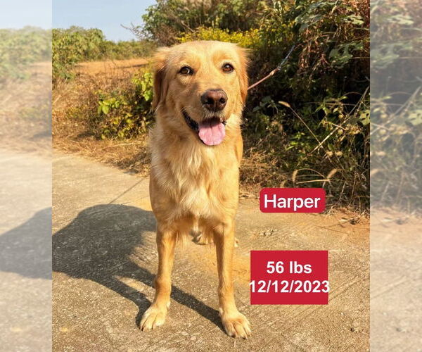 Medium Photo #2 Golden Retriever Puppy For Sale in West Hollywood, CA, USA