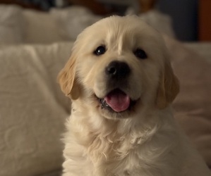 English Cream Golden Retriever Litter for sale in DAWSONVILLE, GA, USA