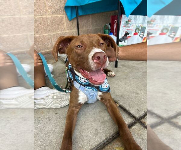 Medium Photo #17 Lab-Pointer Puppy For Sale in Bethesda, MD, USA