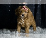 Small Photo #108 Cavapoo Puppy For Sale in WARSAW, IN, USA