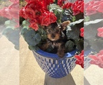 Small Photo #18 Yorkshire Terrier Puppy For Sale in OLATHE, KS, USA