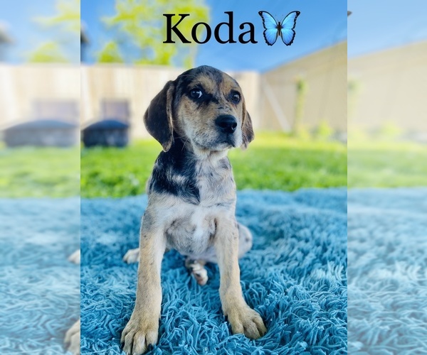 Medium Photo #6 Catahoula Leopard Dog Puppy For Sale in COOKEVILLE, TN, USA