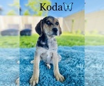 Small Photo #6 Catahoula Leopard Dog Puppy For Sale in COOKEVILLE, TN, USA