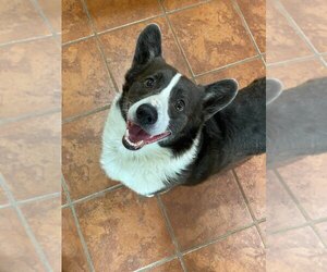 Mutt Dogs for adoption in Denver , CO, USA