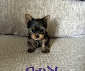 Yorkshire Terrier Puppy for sale in VIRGINIA BEACH, VA, USA