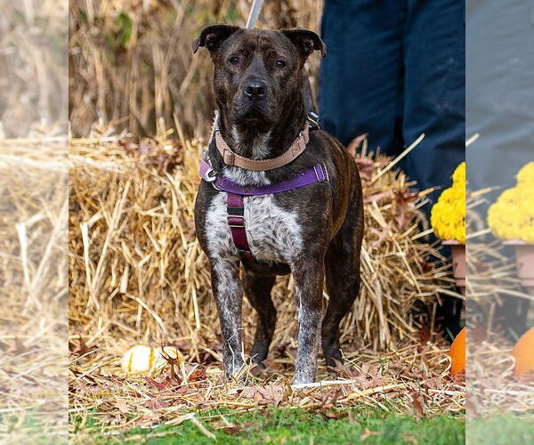 Medium Photo #2 American Staffordshire Terrier-Unknown Mix Puppy For Sale in Lawrenceville, NJ, USA