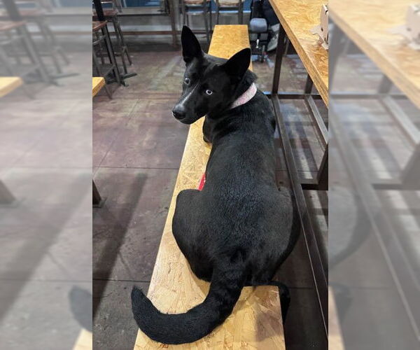 Medium Photo #7 Siberian Husky-Unknown Mix Puppy For Sale in San Diego, CA, USA