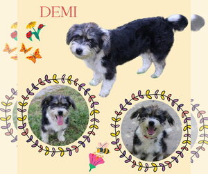 Mutt Dogs for adoption in Lindsay, CA, USA