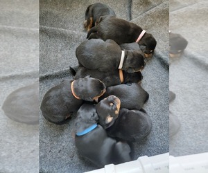 Rottweiler Puppy for Sale in YORK, South Carolina USA