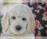 Small Photo #5 Labradoodle Puppy For Sale in MEDFORD, OR, USA