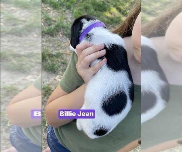 Medium Photo #37 Pointer Puppy For Sale in SACRAMENTO, CA, USA