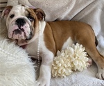 Small Photo #4 Bulldog Puppy For Sale in ISLIP TERRACE, NY, USA