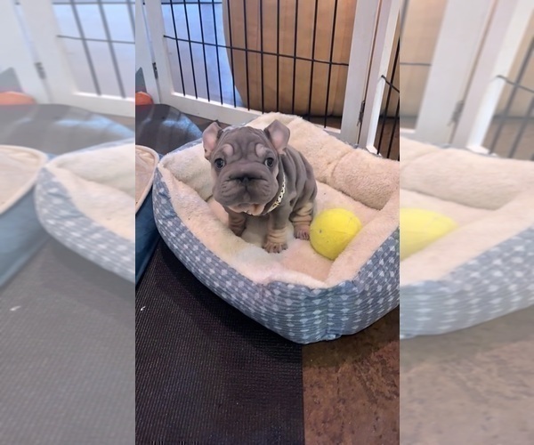 Medium Photo #6 French Bulldog Puppy For Sale in CHARLESTON, SC, USA