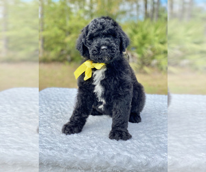 Goldendoodle Puppy for sale in FROSTPROOF, FL, USA