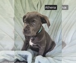 Small #7 Cane Corso
